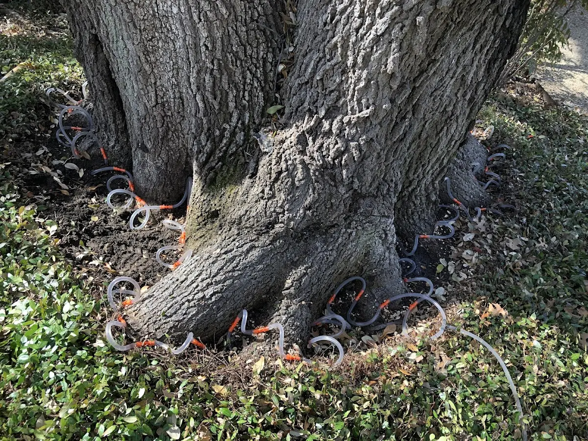 Detailed Tree Cabling and Bracing job site in Koppel