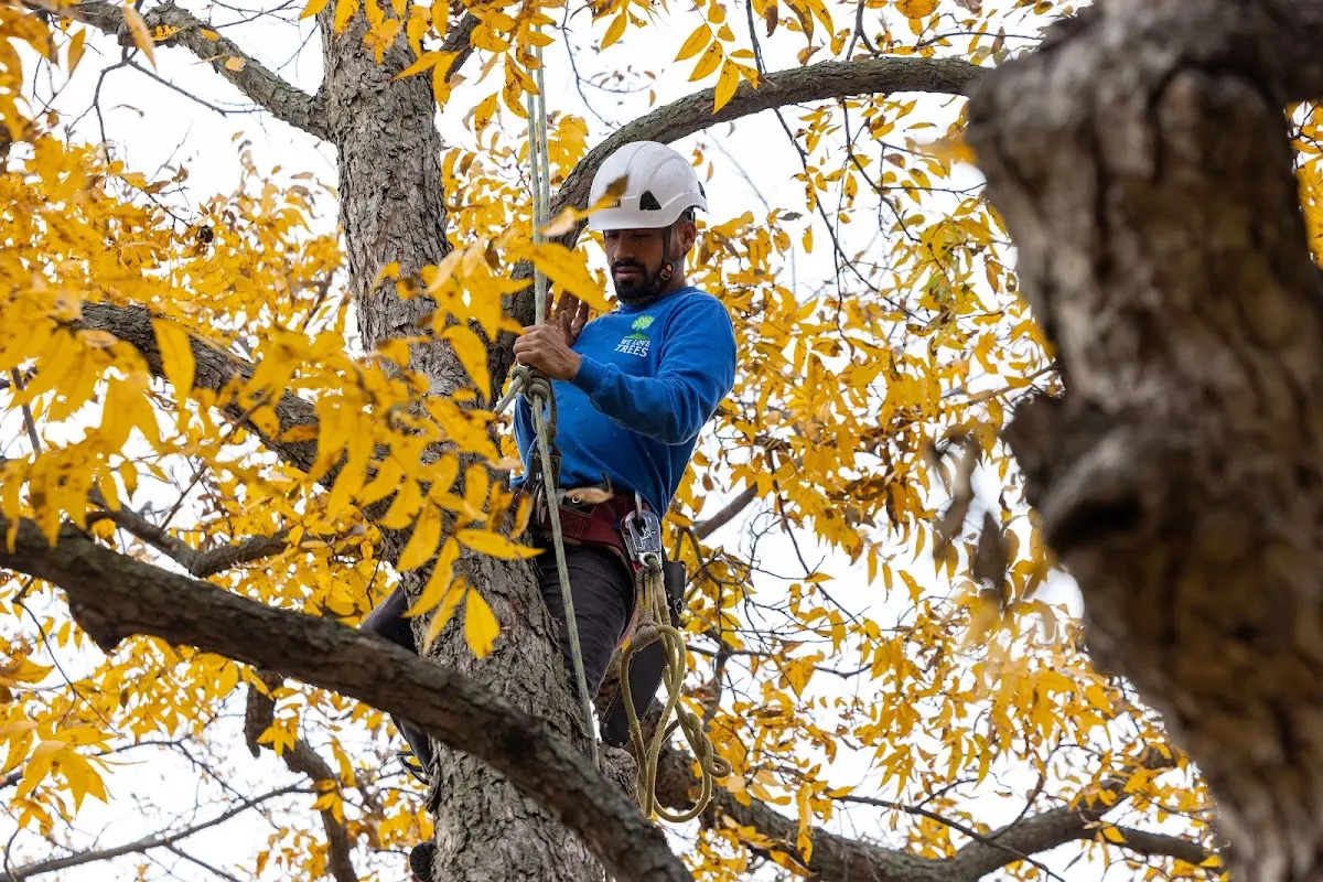 Skilled Storm Damage Cleanup crew working in Koppel