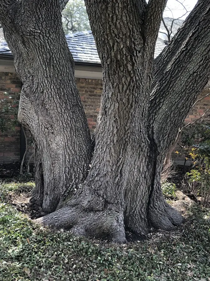 Mature heritage tree close to a Koppel property cared for by certified arborists